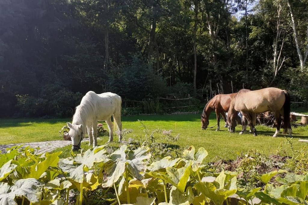 Poggenhagen Urlaub Mitten In Der Natur Neustadt am Rubenberge Luaran gambar